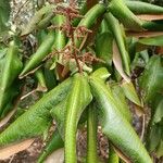 Miconia impetiolaris Leaf