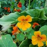 Tropaeolum majusBlüte