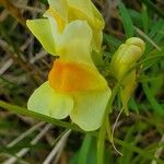 Linaria vulgarisപുഷ്പം