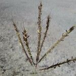 Bothriochloa ischaemum Flower