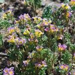 Phacelia bicolor Habitat