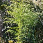 Eupatorium capillifolium Blatt