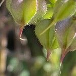 Fagonia cretica Fruit