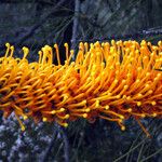 Grevillea excelsior Otro
