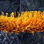 Grevillea excelsior Flower