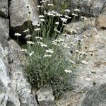 Achillea ageratifolia Hábitos