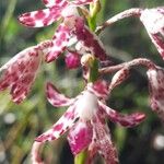 Dipodium variegatum Flor