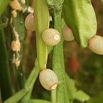 Rhipsalis micrantha Fruit