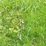 Lamium purpureumBloem