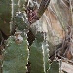 Caralluma burchardii Habitus