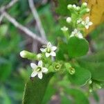 Lumnitzera racemosa Kukka