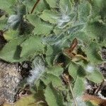 Hieracium pseudocerinthe Celota