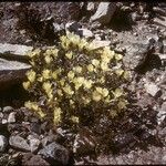 Mentzelia involucrata Habit