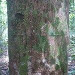 Ormosia melanocarpa Corteza