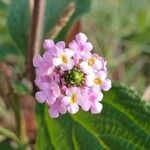 Lantana trifolia Flower