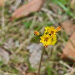 Youngia japonicaFlower