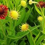 Helenium autumnale Çiçek