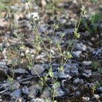 Campanula erinus موطن