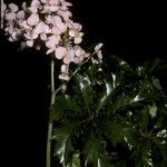 Begonia carolineifolia