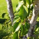 Ficus benjamina Leaf