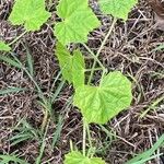 Melothria scabra Leaf