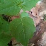 Circaea alpina Leaf