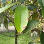 Garcinia mangostana Blad