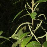 Acalypha apodanthes Leaf