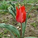 Tulipa systola Flower