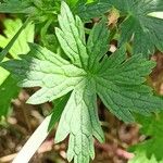 Geranium collinum Leaf