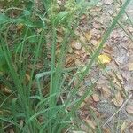 Cyperus ligularis Hoja