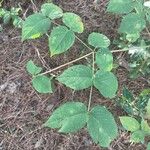 Aralia spinosa Blatt