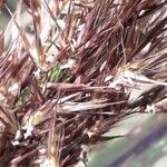 Phragmites australisFleur