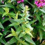 Lythrum salicaria পাতা