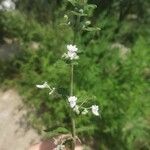 Isodon rugosus Цветок