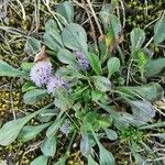 Globularia vulgaris Likasa