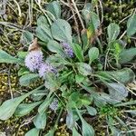 Globularia vulgaris Deilen