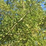 Dalbergia melanoxylon Хабит