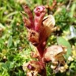 Orobanche alba Blüte