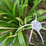 Hymenocallis littoralis Blomst