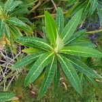 Euphorbia mellifera Lapas