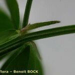 Vicia loiseleurii Leaf