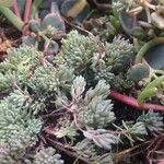 Sedum lydium ശീലം