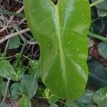 Spathiphyllum cannifolium Levél