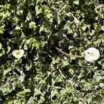 Acleisanthes longiflora പുഷ്പം