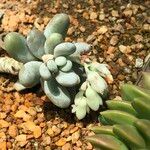 Pachyphytum oviferum Plod