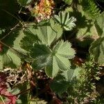 Alchemilla flabellata Лист