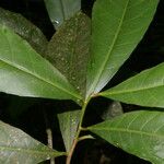Gymnanthes riparia Hoja