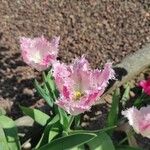 Tulipa gesneriana Blomst