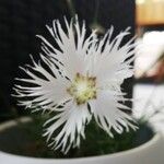 Dianthus arenarius পাতা